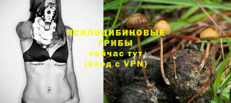 купить   Велиж  блэк спрут ССЫЛКА  Псилоцибиновые грибы Psilocybe 